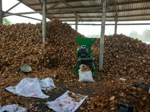 เปลือกมะพร้าวตากแห้งของ2024สำหรับทำถ่าน-ขายส่ง - Product Image 5