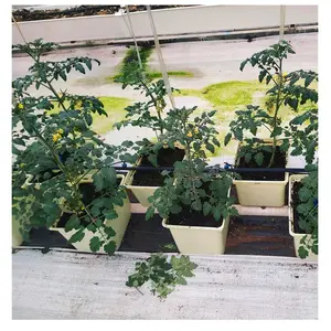 China Hydroponics greenhouse aquaponics greenhouse for tomato lettuce mango strawberry culture