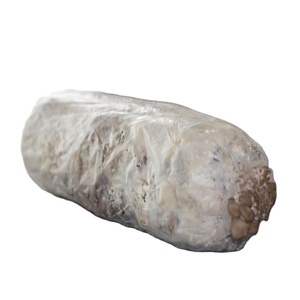 DETAN satmak karnabahar mantar tohum ekimi karnabahar mantar spawn satılık - Product Image 1