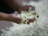 Vente en gros 2025 tisane de fleurs de jasmin biologique en vrac Produit de gros améliorant la santé
