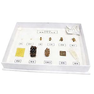 Spécimen de l'<span class=keywords><strong>histoire</strong></span> de vie des abeilles - Product Image 1