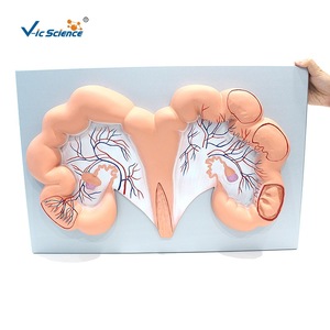 Modèle d'utérus de porc, Vic Education, modèle pédagogique médical et biologique - Product Image 1