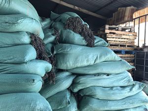 Fertilizante de Algas Marinas Secas Sargassum - Algas Marinas Hai Zao de Vietnam, Herba Sargassii - Product Image 5