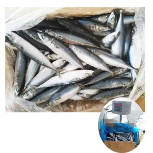 Paket 15kg/ctn ikan makarel/Saba mackerel ikan frozen Sea Frozen Pasifik es