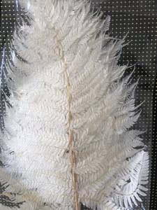 Feuilles <span class=keywords><strong>de</strong></span> fougère séchées naturelles en gros pour la décoration intérieure – Grandes feuilles <span class=keywords><strong>de</strong></span> fougère préservées - Product Image 6