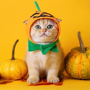 Huhumy - Gorro de Calabaza de Halloween para Gatos, Disfraz Ajustable para Mascotas, Gorro de Lana para Perros Pequeños y Medianos, para Fiestas de Halloween - Product Image 2