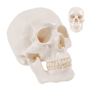 Teschio adulto a grandezza naturale modello anatomico FRT019 Basic PVC scheletro per <span class=keywords><strong>educazione</strong></span> <span class=keywords><strong>e</strong></span> <span class=keywords><strong>formazione</strong></span> scientifica attrezzature mediche - Product Image 1