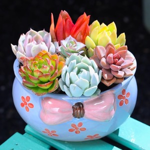 Maceta de Flores Suculentas Pintada a Mano Estilo Coreano MSH con Lazo Simple, Maceta para <span class=keywords><strong>Cactus</strong></span> - Product Image 4