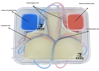 Modèle de ponction veineuse centrale guidée par ultrasons pour l'enseignement en sciences médicales, modèle de ponction de la veine jugulaire et de la veine sous-claviculaire