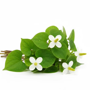 TW Houttuynia Cordata PDRN Liquide Avancé Complexe Anti-Acné Derivé de Plantes pour Matière Première Cosmétique Purifiante et Apaisante pour la Peau - Product Image 1
