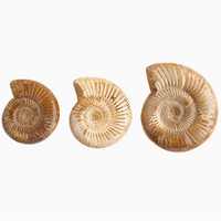 Coquille d'ammonite Pavlovia en cristal marin naturel blanc, spécimen de géode, ornement pédagogique pour salle de classe scientifique et musée