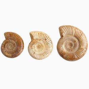 Coquille d'ammonite Pavlovia en cristal marin naturel blanc, spécimen de géode, ornement pédagogique pour salle de classe scientifique et musée - Product Image 4