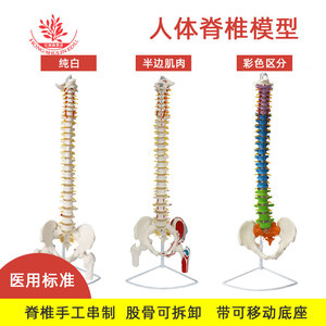 Modèle de colonne vertébrale pour l'explication et la démonstration de la pharmacologie : modèle de colonne vertébrale humaine en PVC naturellement flexible de 85 cm, disponible en différentes tailles. - Product Image 5