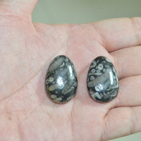 Guangdong usine larme pierre naturelle marron Turritella Agate Crinoïde 30mm pendentif à breloque pour hommes pour la fabrication de colliers