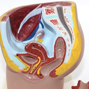 Modèle anatomique de section pelvienne humaine KyrenMed, modèle de système reproducteur en 2 parties, pour femmes et hommes - Product Image 6