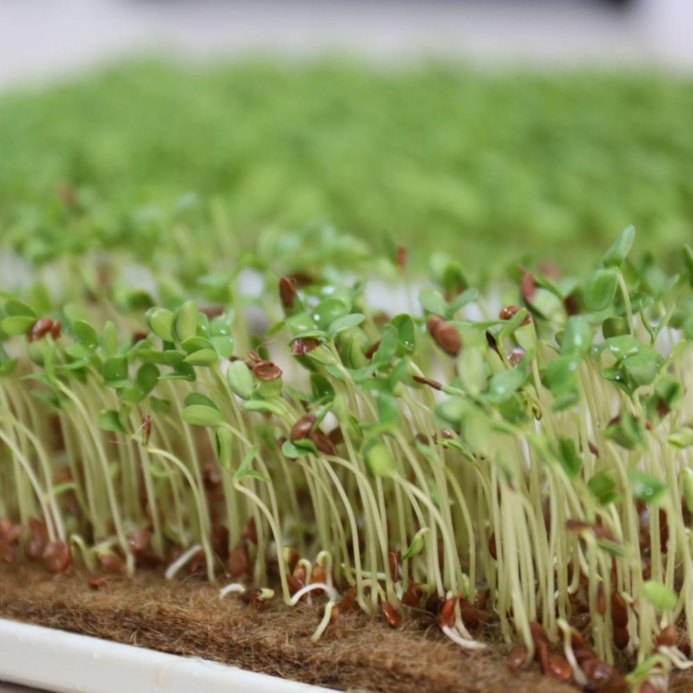 Микрозелень пырей. Микрозелень на марле. Как выращивать микрозелень на коврике. Микрозелень ферма. Микрозелень на кокосовом субстрате.
