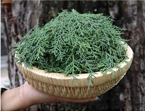 育毛成分 純粋な東洋白樺葉粉末 - Product Image 4