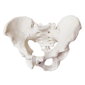 Haute qualité ADA-A579 PVC mâle squelette pelvien mannequin bassin anatomique médical pour l'éducation de l'anatomie masculine et féminine - Product Image 1