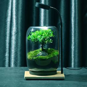 Vase <span class=keywords><strong>en</strong></span> <span class=keywords><strong>verre</strong></span> créatif <span class=keywords><strong>en</strong></span> mousse micro-paysage bonsaï bouteille écologique bonsaï arbre de vie ornements de bureau de bureau - Product Image 6