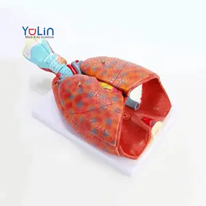 Model anatomi sains medis manusia model hati dan paru-paru tembus udara Model anatomi pengajaran sistem pernapasan