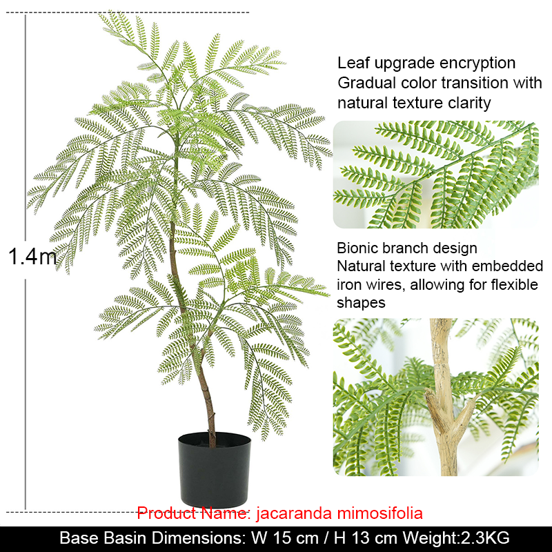 Jacaranda mimosifolia 140 cm