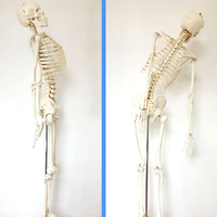 Modèle de squelette anatomique en PVC, squelette humain, modèle 3D, anatomie, squelette humain en plastique, modèle de squelette, 180 cm