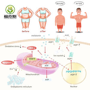 Suplemento Alimentar ISO Aditivo Alimentar Acetil-<span class=keywords><strong>L</strong></span>-Carnitina Pó de Acetil <span class=keywords><strong>L</strong></span>-Carnitina para Emagrecimento - Product Image 2