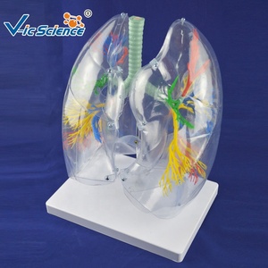 Mô hình hệ thống hô hấp phổi của Mô hình giải phẫu người - Product Image 6