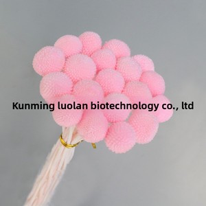 Fiori Preservati, Palline Dorate, Materiali Naturali per Decorazioni Floreali Fai-da-Te, Accessori, Vendita all'Ingrosso dalla Fabbrica Cinese - Product Image 1