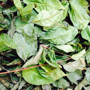 Té verde seco de origen vietnamita Té saludable procesado crudo en embalaje de bolsas - Product Image 1