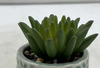 Plante succulente artificielle en plastique, plante en pot, décoration de bureau, plante bionique écologique, petit bonsaï, Pâques, mariage