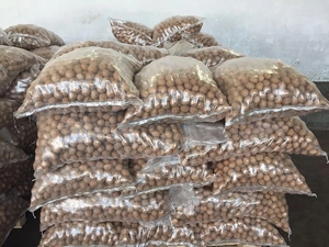 Nihewan <span class=keywords><strong>2025</strong></span> cây trồng mới Trung Quốc 33 185 nguyên Walnut giá bán buôn óc chó trong vỏ - Product Image 5