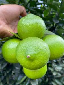 Exportation du Vietnam citron vert frais | Stockage frais d'agrumes communs de haute qualité 12 mois Durée de conservation Fournisseur en gros de marque VIOT - Product Image 4