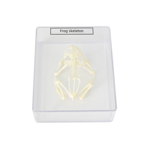 Spécimen de squelette de grenouille J43108, équipement d'expérimentation biologique pour collèges, spécimens de biologie pour collèges, matériel pédagogique - Product Image 1