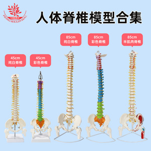 Modelo de estructura de columna vertebral humana para enseñanza y demostración, modelo médico flexible de 45cm-85cm - Product Image 3