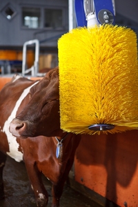 Factory Lives tock Nylon Material Kuh massage bürste Vertikale automatische rotierende Reinigung Kuh bürste - Product Image 6