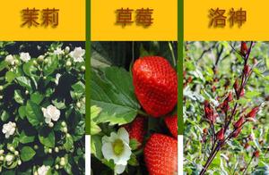 Frutas de belleza de desintoxicación china, té mezclado con fresas, Goji, berry, jazmín, hibisco, flores sueltas, venta al por mayor - Product Image 6