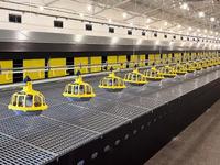 Système d'élevage de poulettes entièrement automatique de type H, cages à étages compactes pour petites exploitations