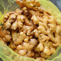 Racine de gingembre frais de qualité supérieure, gingembre éléphant en gros pour assaisonnement alimentaire et exportation directe de l'usine chinoise