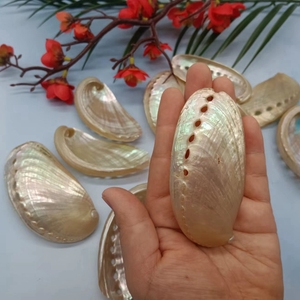 Coquille d'ormeau d'oreille d'âne naturelle pour la collecte d'échantillons, décoration de meubles, porte-<span class=keywords><strong>savon</strong></span> DIY - Product Image 6