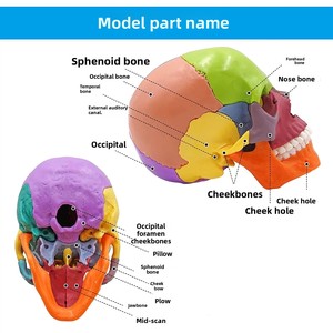 2025 KRC New giải phẫu PVC dành cho người lớn mô hình hộp sọ với não 15-piece cho y tế khoa học giáo dục - Product Image 4