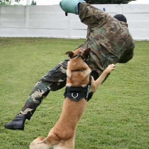 Bozal de impacto para perros de trabajo antiterrorismo, de cuero completo, suave, con forro interior, para entrenamiento. - Product Image 2