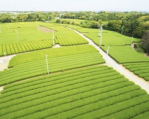 Matcha Japonés de Primera Calidad, Segunda Cosecha, Color Verde Brillante, Sabor Versátil, 1 kg, Venta al por Mayor - Product Image 6