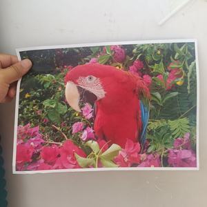 Cetak Poster Kertas A4 A3 Desain Kustom Format Besar Cetak Kustom Promosi Poster Kertas Iklan Leaflet Menu Flyer - Product Image 5