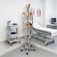 Modèle de squelette humain à corps entier de 170 cm avec points d'attache musculaire, modèle d'osseité anatomique pour l'enseignement médical