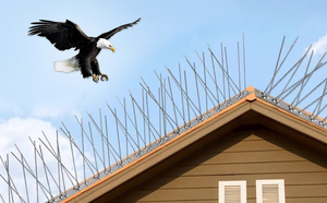 Pointes réutilisables de dissuasion d'oiseaux en plastique PP solide <span class=keywords><strong>Anti</strong></span>-oiseau Pigeons Pest Scorpions Pointes Efficaces contre les serpents chauves-souris pour les toits - Product Image 5