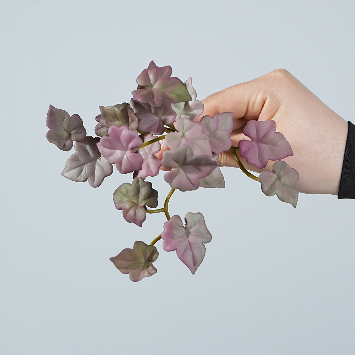 Géranium petit bouquet violet