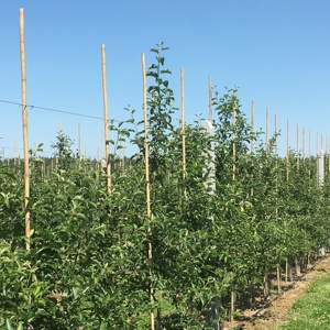 Cọc tre Tonkin 26/28mm x 295cm, dùng đỡ cây - Product Image 6