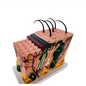 Modèle anatomique de structure du tissu cutané humain à l'échelle 30x, modèle médical esthétique en plastique tridimensionnel pour la perte de cheveux - Product Image 1