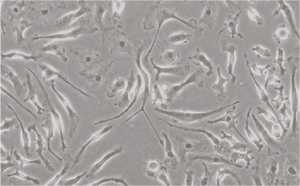 <span class=keywords><strong>Microscope</strong></span> inversé de recherche de BS-2097MM de BestScope avec la configuration de <span class=keywords><strong>micromanipulator</strong></span> - Product Image 6